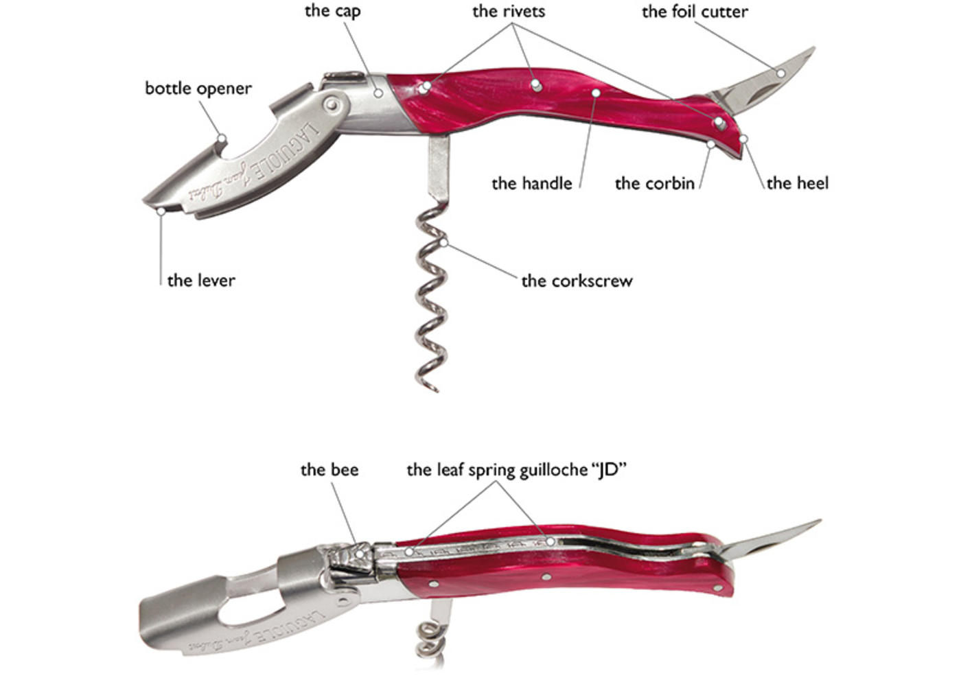 Anatomie_sommelier_millesime_Jean_Dubost_EN-slider